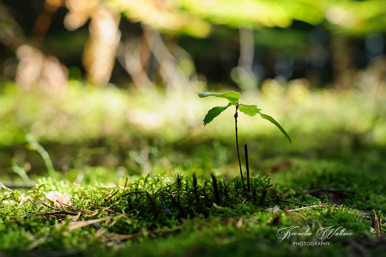 Junger Spross eines Baumes auf moosigem Waldboden - Coachings