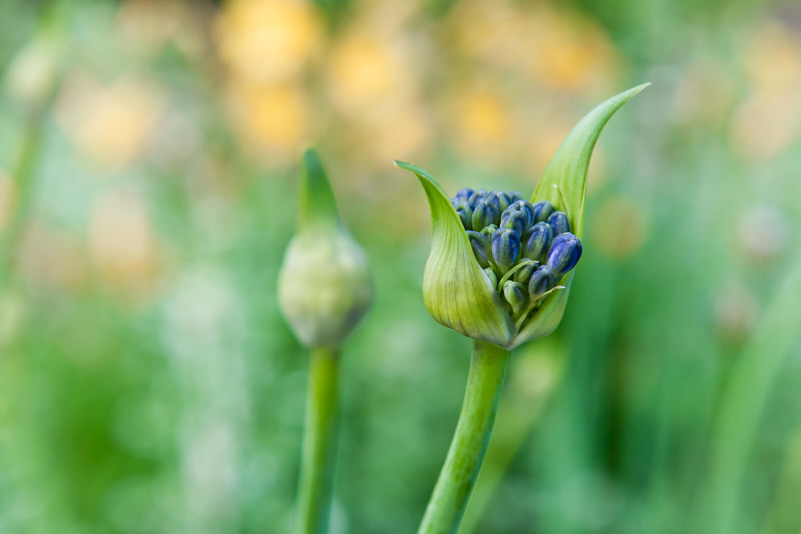 Blauer Blütenkopf vor grünem Hintergrund
